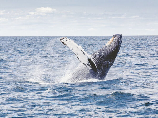 observación de ballenas season 