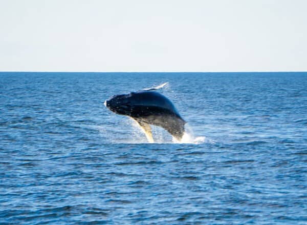 Loreto Blue Whale Watching Tours Season