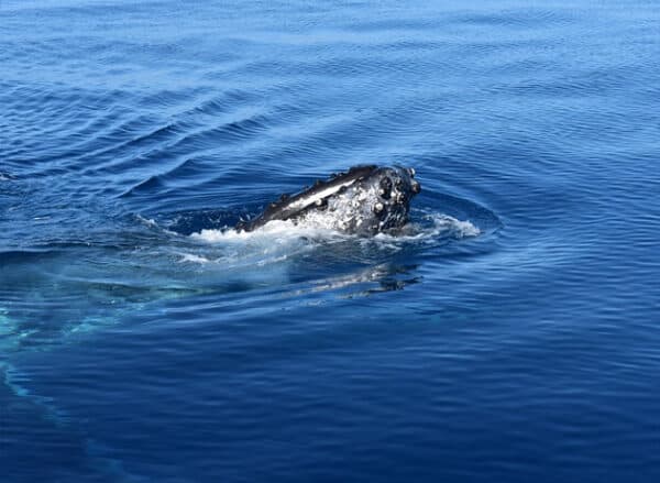 When is Whale season in Loreto Mexico