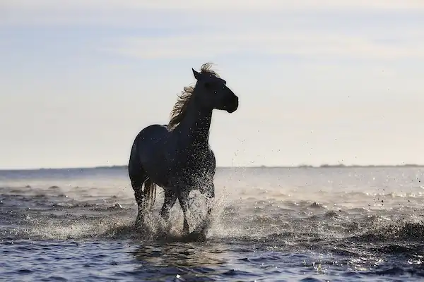 Beneficios de los Paseos a Caballo en Puerto Peñasco